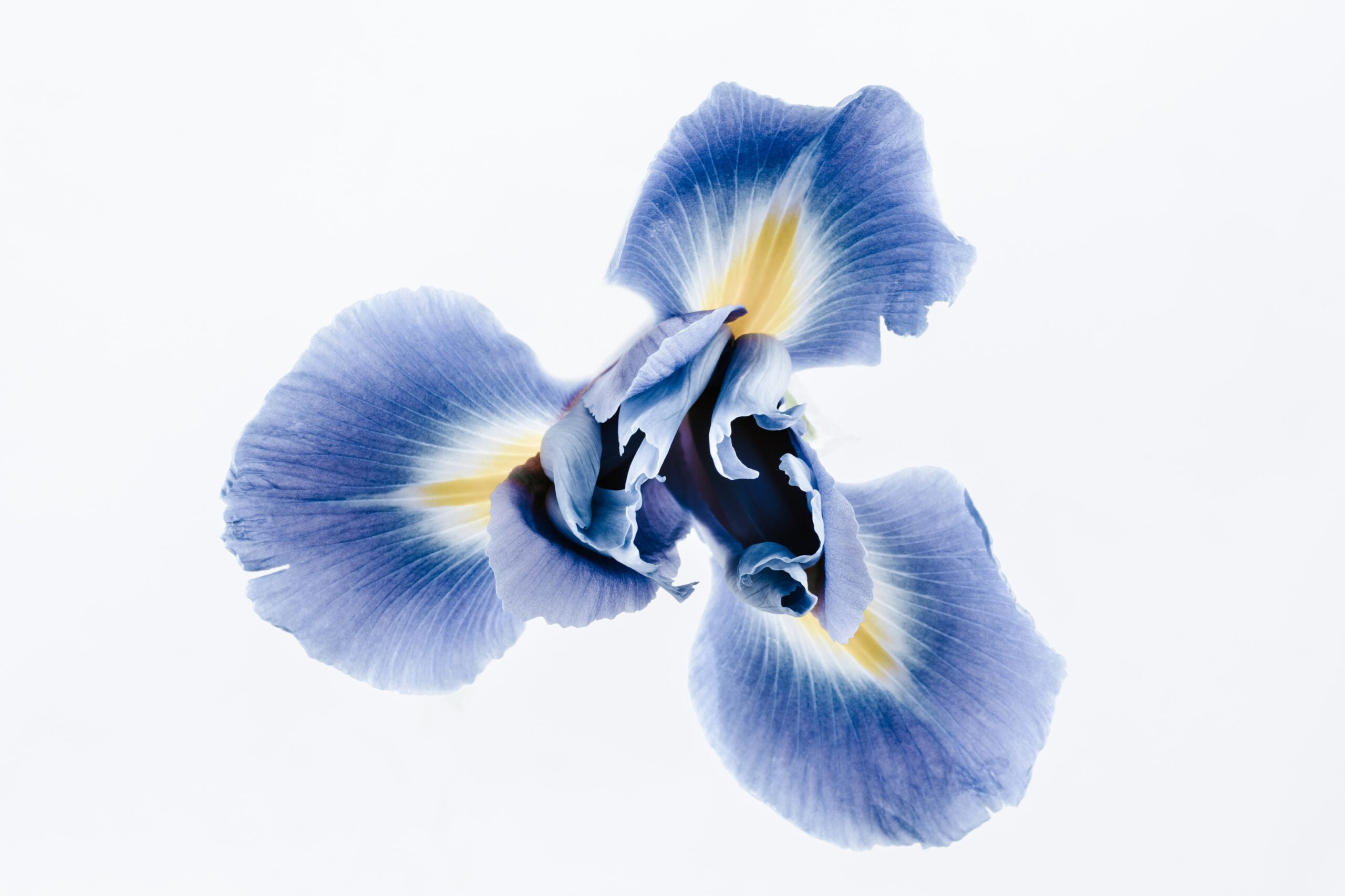 Wild Iris by Louise Glück: A Poetry On Reflections Of Life
